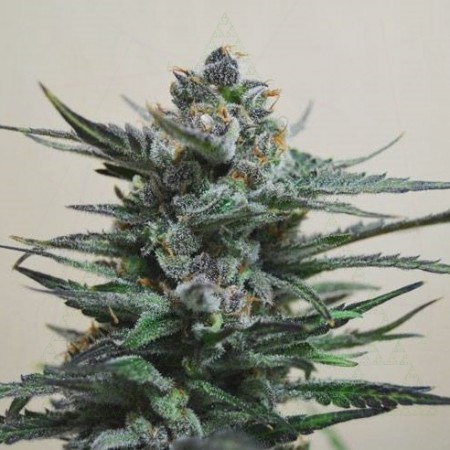 Blueberry Auto